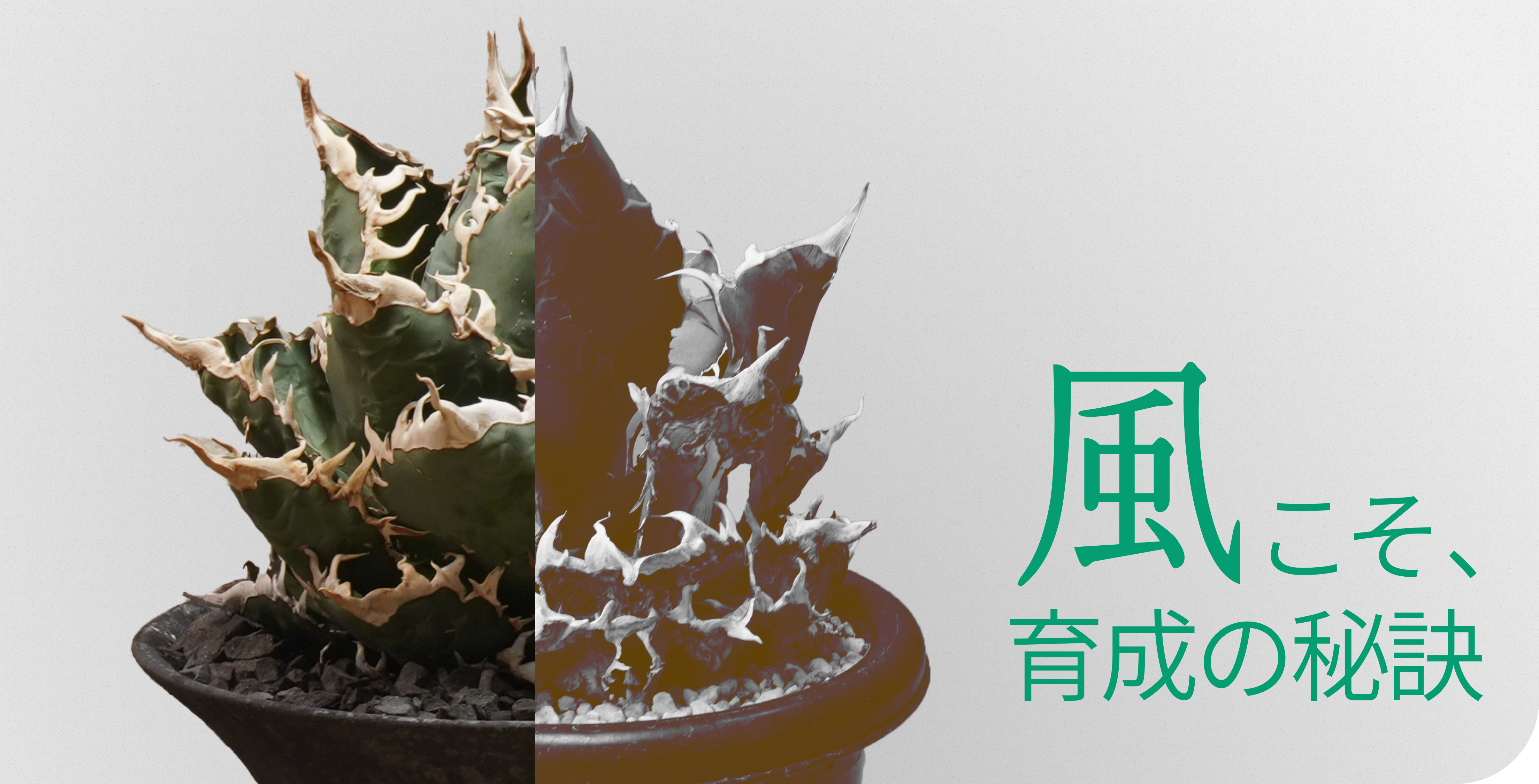 風こそ、植物育成の秘訣
