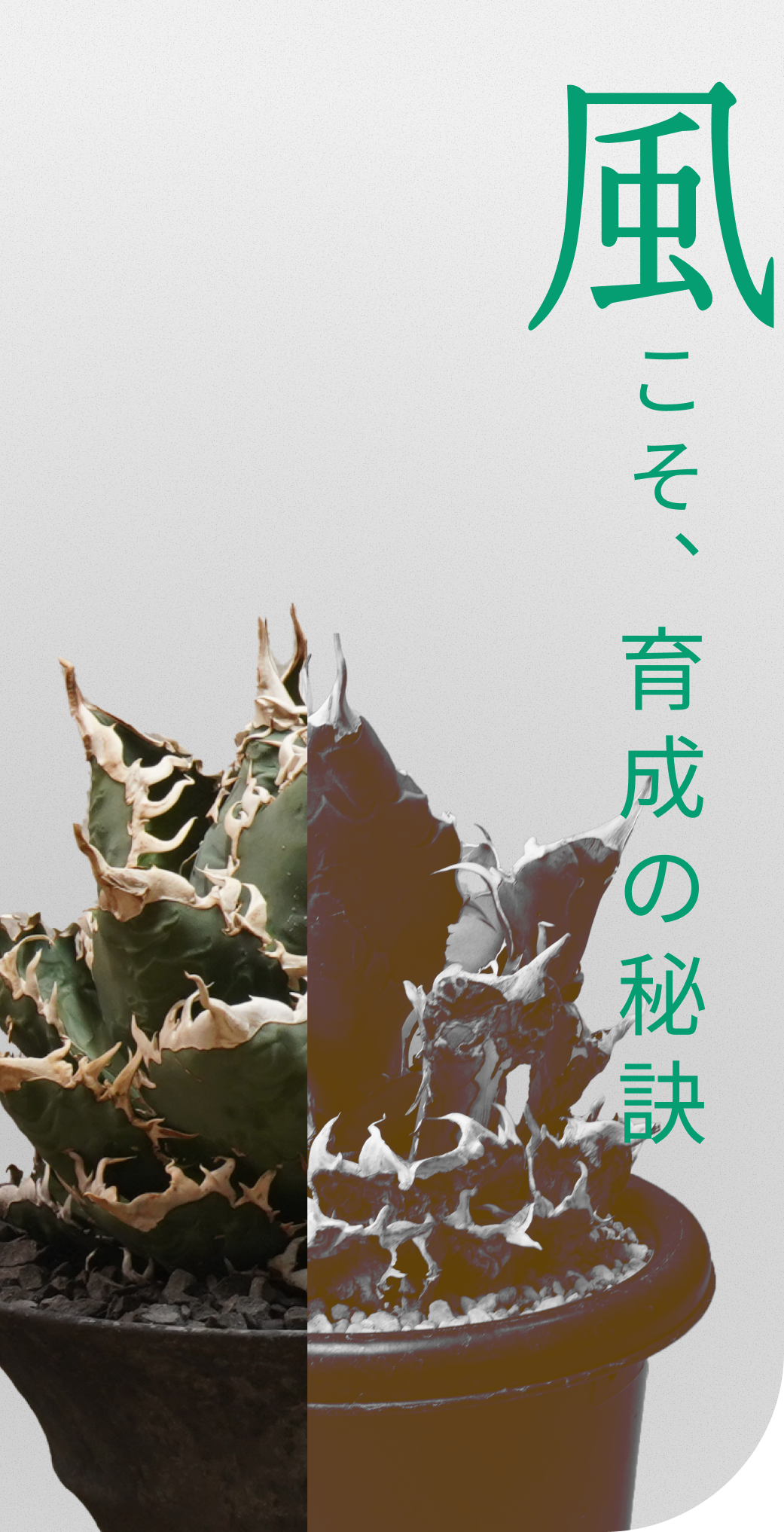 Aechmea Move（エクメアムーブ）｜植物用首振り送風機｜ 植物育成