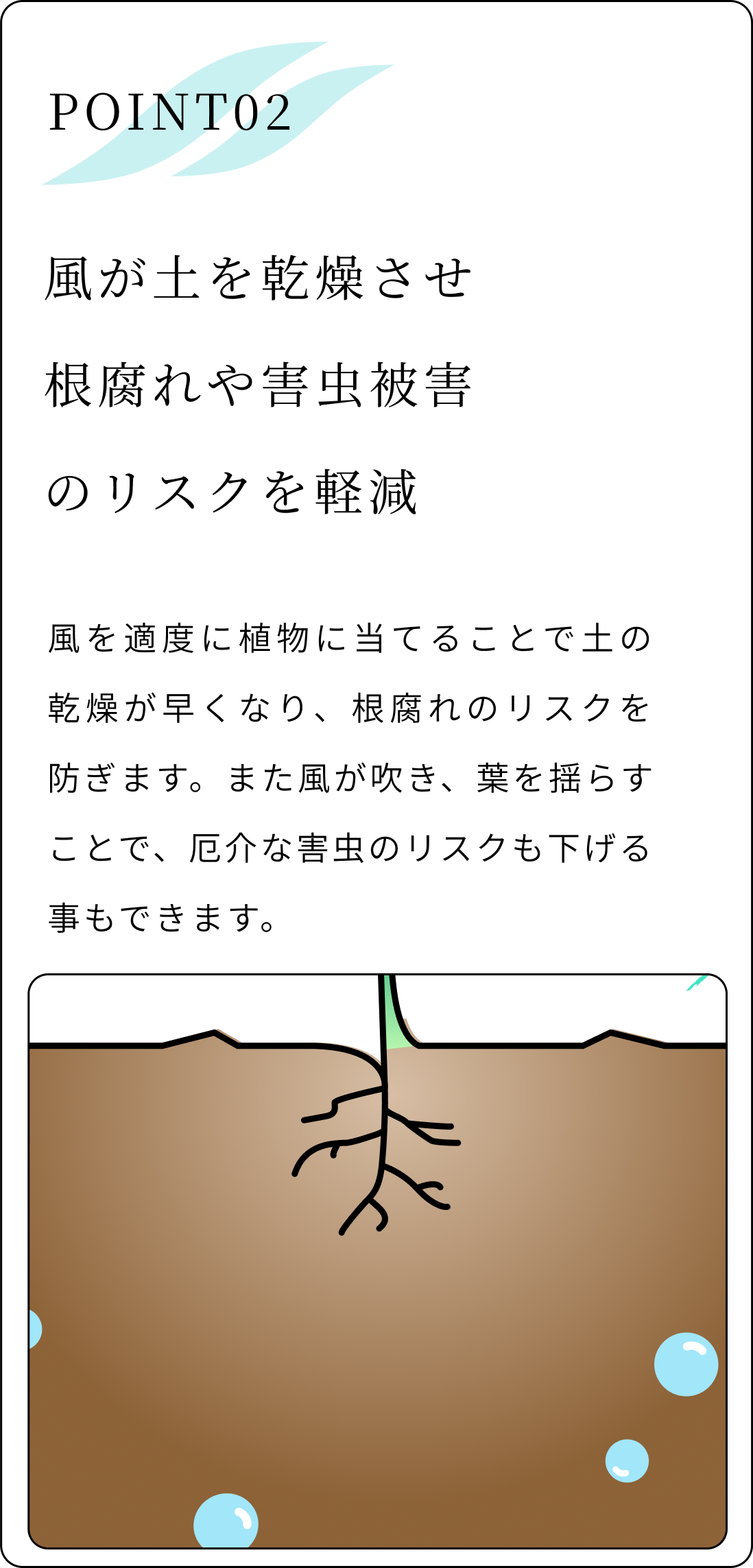 風が土を乾燥させ根腐れや害虫被害のリスクを軽減