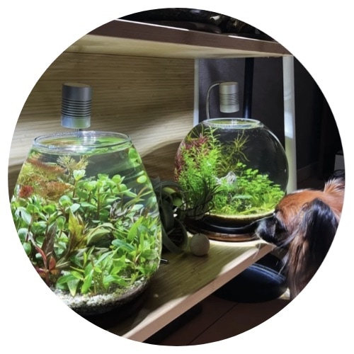 syo_aqua_plants様
