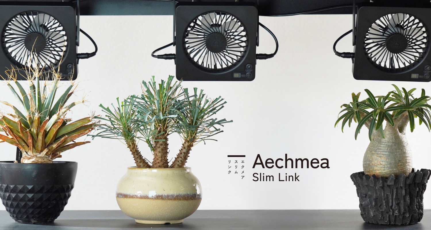 Aechmea-sl