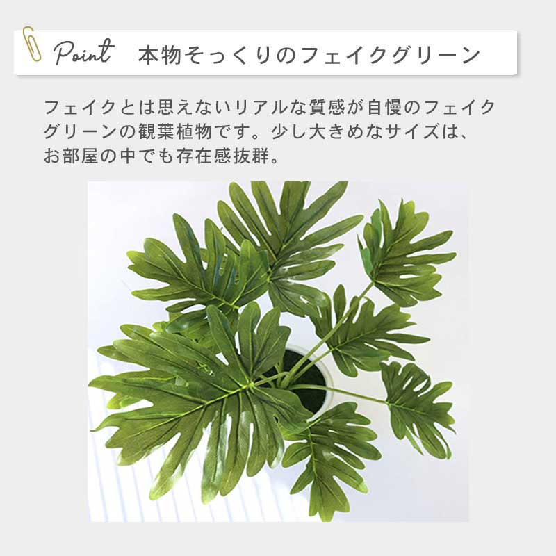 インテリアプランツ MK POT　フィロデンドロン イメージ