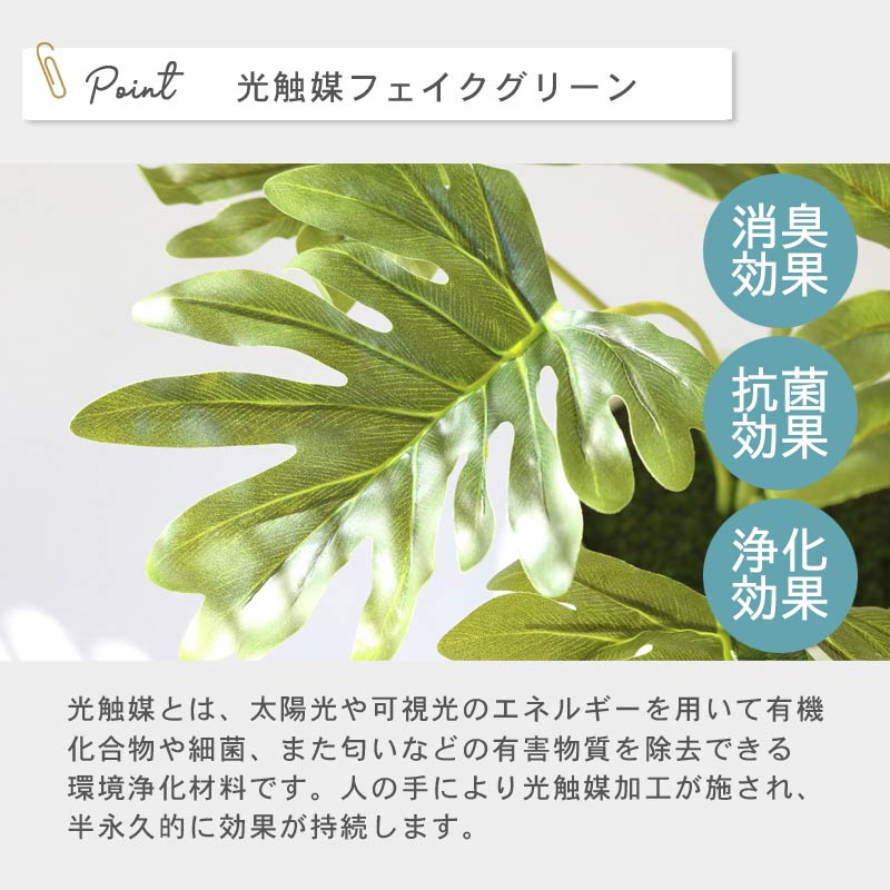 インテリアプランツ MK POT　フィロデンドロン イメージ2