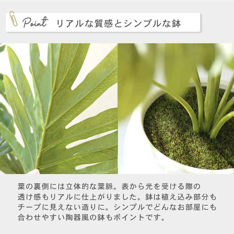 インテリアプランツ MK POT　フィロデンドロン イメージ3