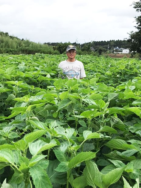 紅花食品