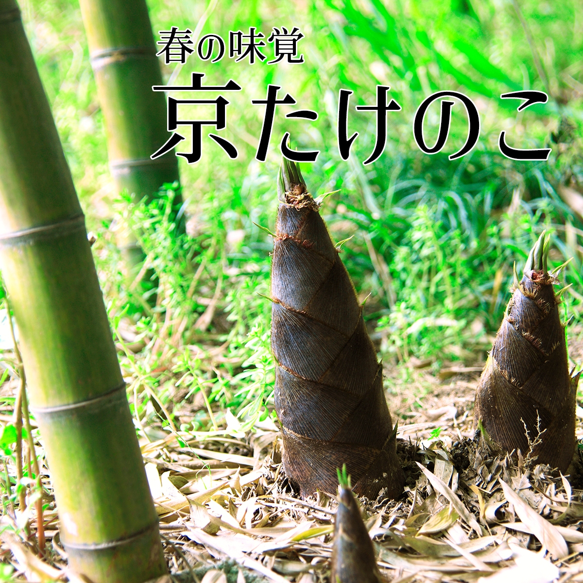 美味逸品の厳選お取り寄せグルメ　春の味覚「京たけのこ」その旬と魅力に迫る
