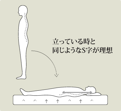 立っている時と同じようなS字が理想
