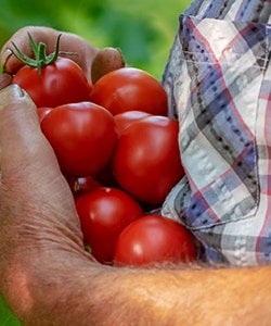 トマト農園画像