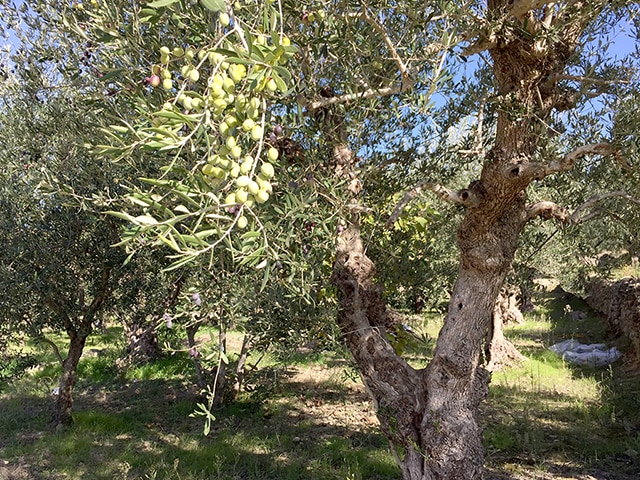 オリーブの樹々