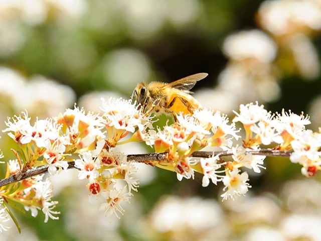 マヌカの花とミツバチ