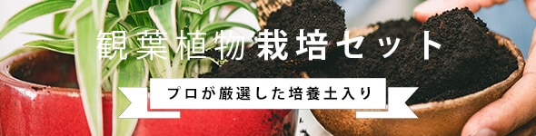 観葉植物栽培セット