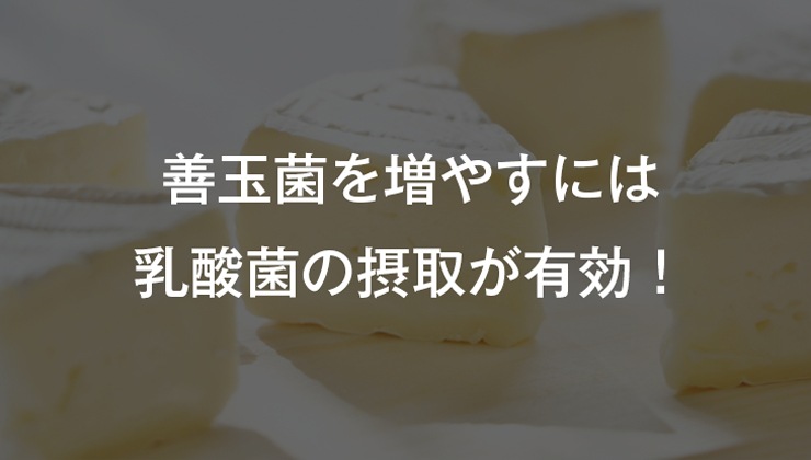 善玉菌を増やすには乳酸菌の摂取が有効!
