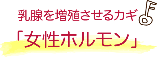 乳腺を増殖させるカギ「女性ホルモン」