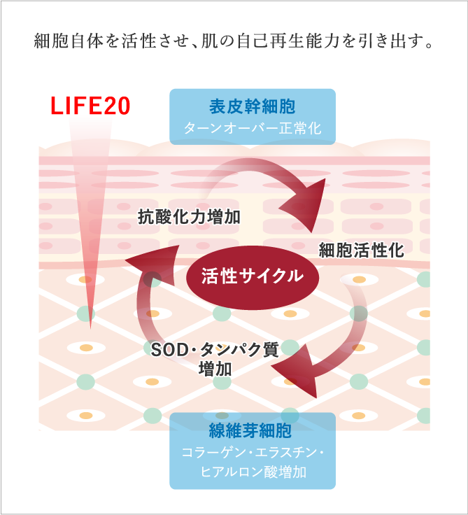 細胞自体を活性させ、肌の自己再生能力を引き出す。