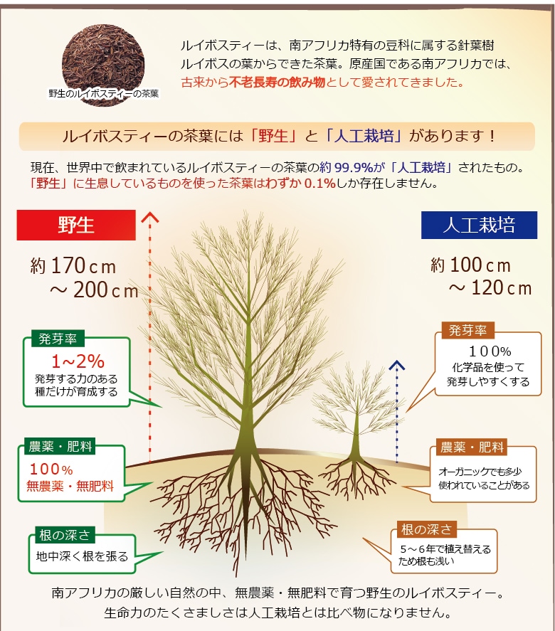 栽培地の畑と野生ルイボスの自生するアフリカの大地