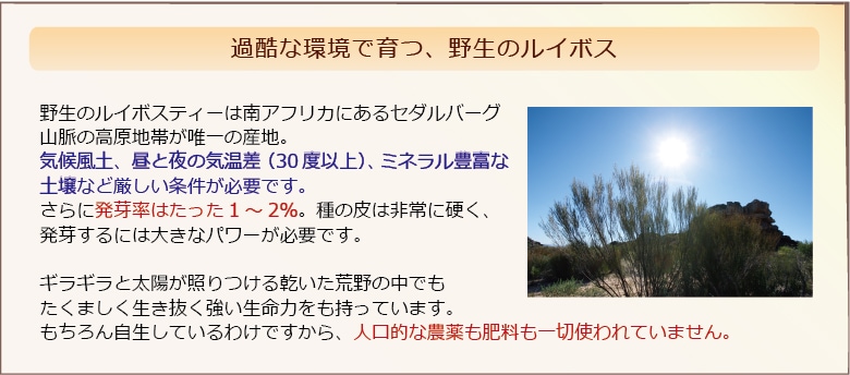 ルイボスの育つ南アフリカ