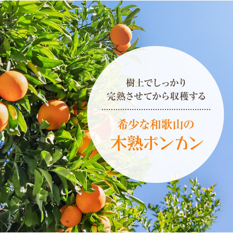 ご予約開始, 和歌山県産 木熟ポンカン, L～2Lサイズ 30～36玉入 約5kg 送料無料,  樹上で完熟させた甘いぽんかん。新鮮なまま葉付きでお届け致します。みかんのように手でむけます-紀州グルメの通販店ふみこ農園