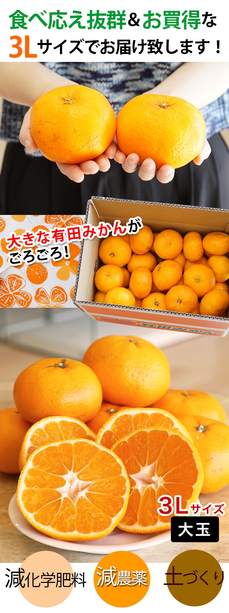 2025年 ご予約開始 ご家庭用 有田みかん 大玉 みかん 3Lサイズ 送料