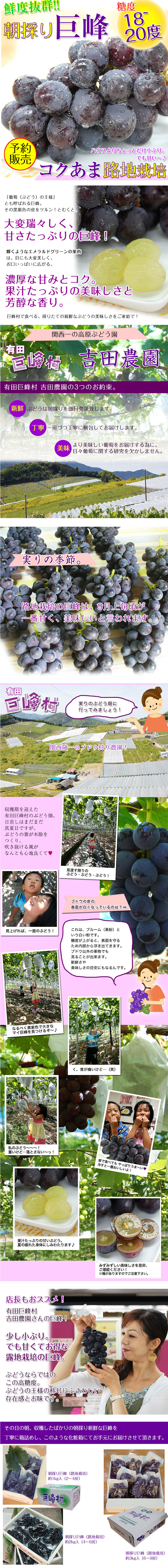 紀州産フウラン（超巨大サイズ株） 紀州産フウラン（超巨大サイズ株） - メルカリ