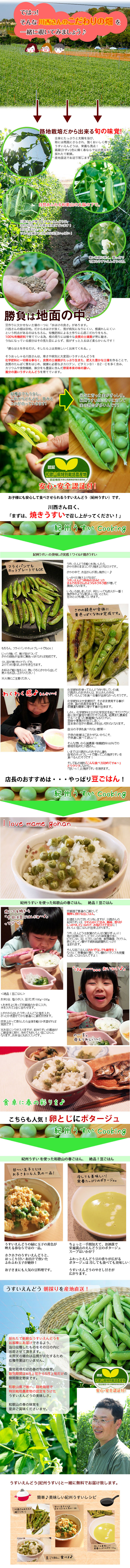 ミィ③★10kgうすいえんどう露地栽培 ミィ様専用③☆10kgうすいえんどう露地栽培