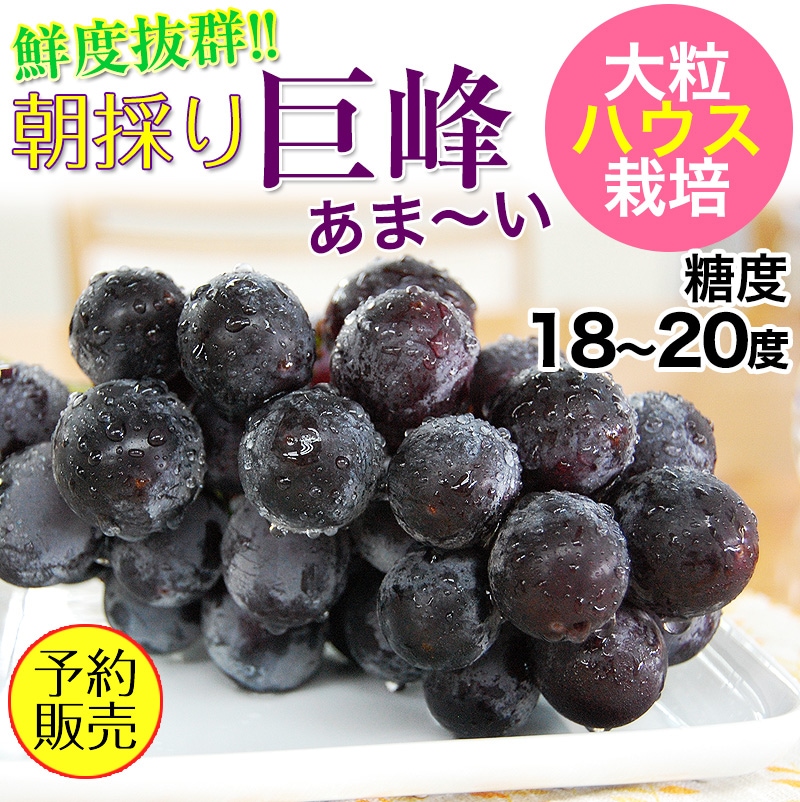 鮮度抜群 朝採り巨峰1kg 2 4房入 年販売開始 Br Br ハウス栽培 Br 糖度18 度 大変みずみずしく 甘さたっぷりの大粒ぶどう 無添加あんぽ柿や梅うどん お得な梅干し 野菜にフルーツ ハローキティ立体ケーキの紀州グルメ専門店 ふみこ農園