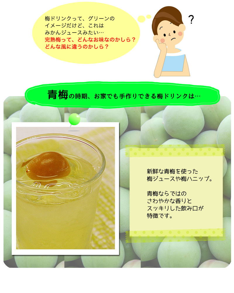完熟梅ジュース（紀州南高梅使用）500ml<br>2倍濃縮タイプ 香り高く
