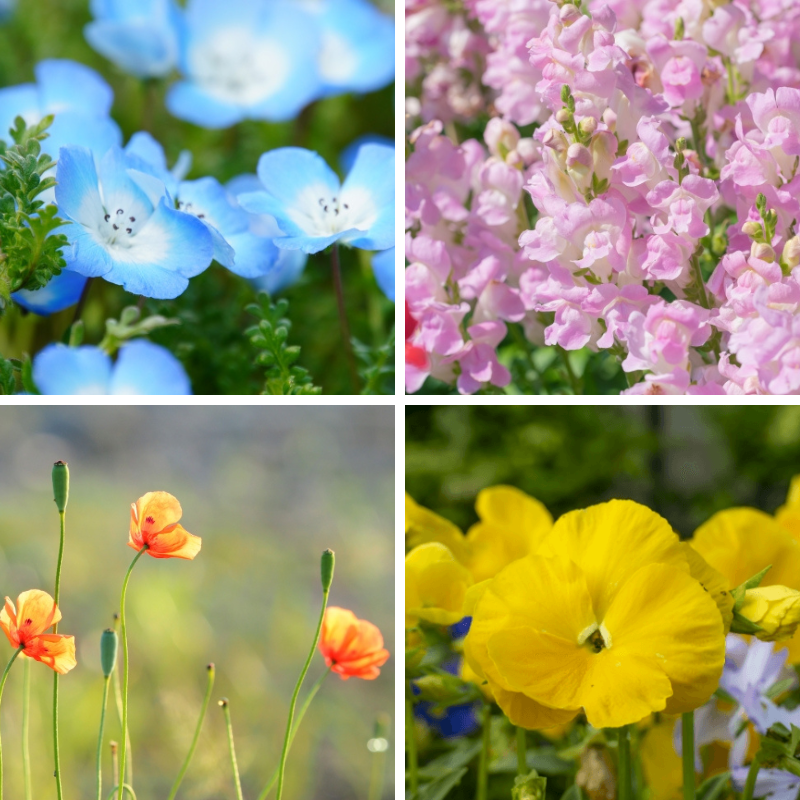 シードペーパーに漉き込まれている花の種類_サンプル