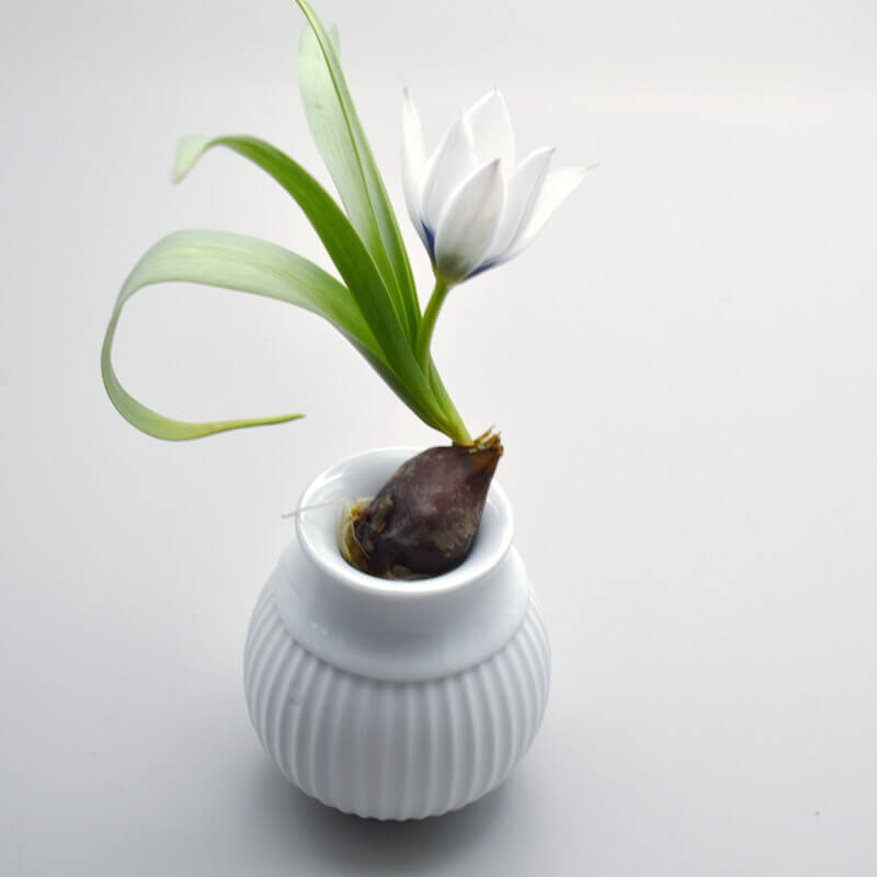 LYNGBY CURVE CANDLE HOLDER