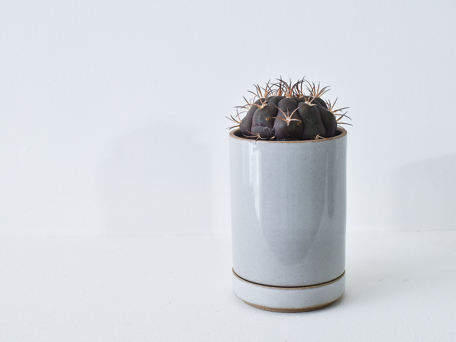 hasami porcelain planter