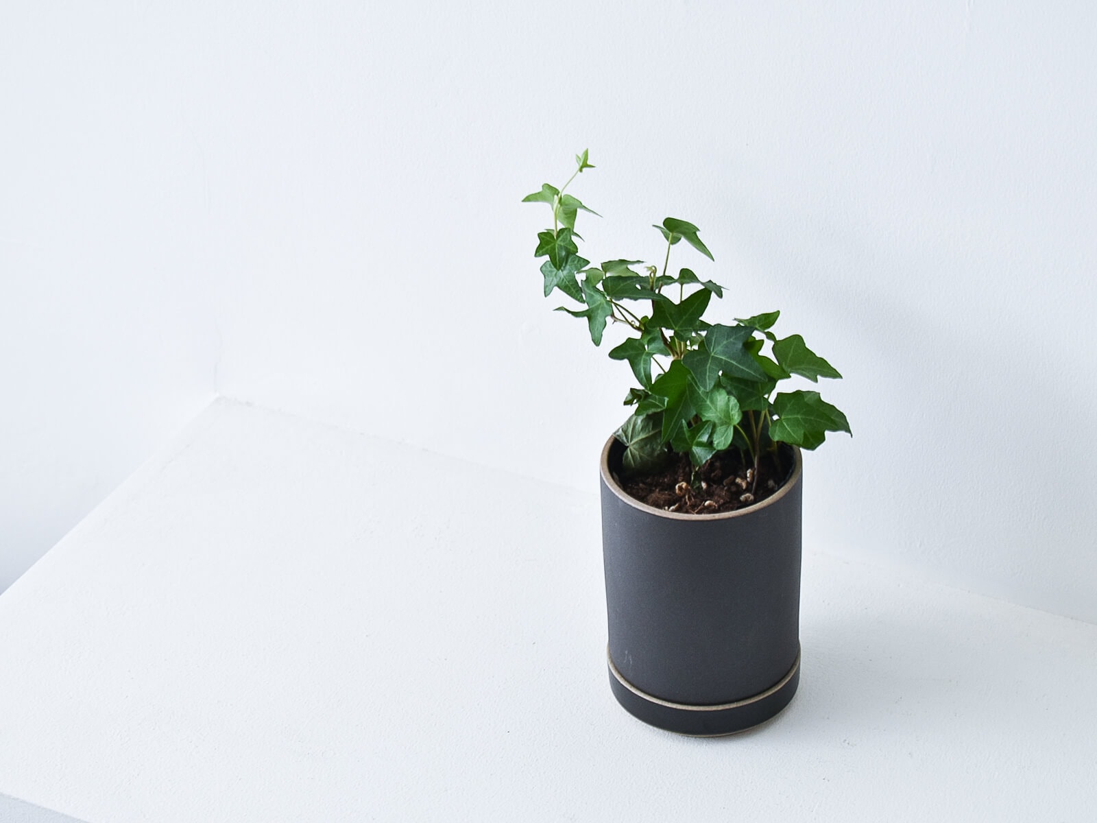 hasami porcelain planter