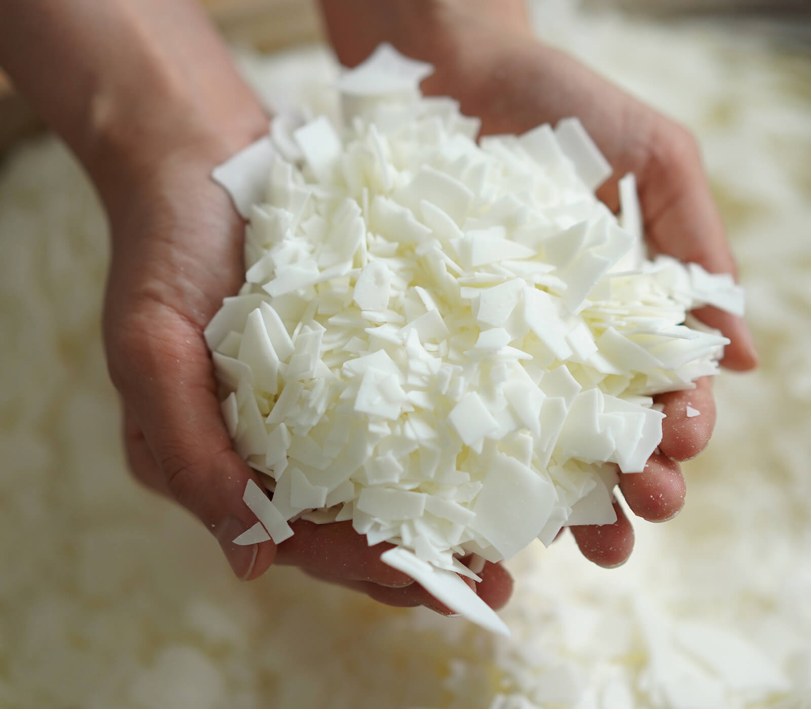 ���������ɥ� sheep