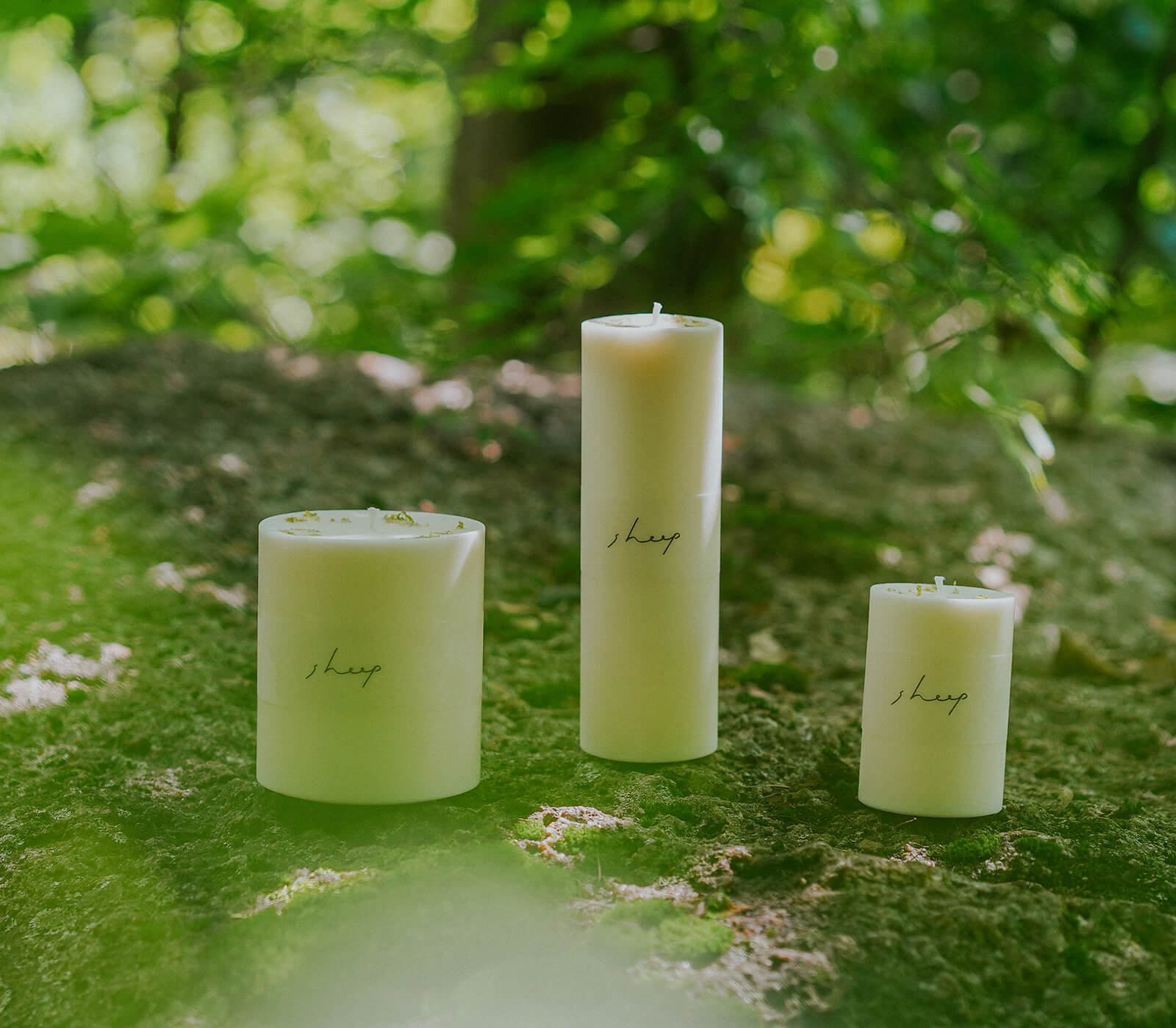 ���������ɥ� sheep