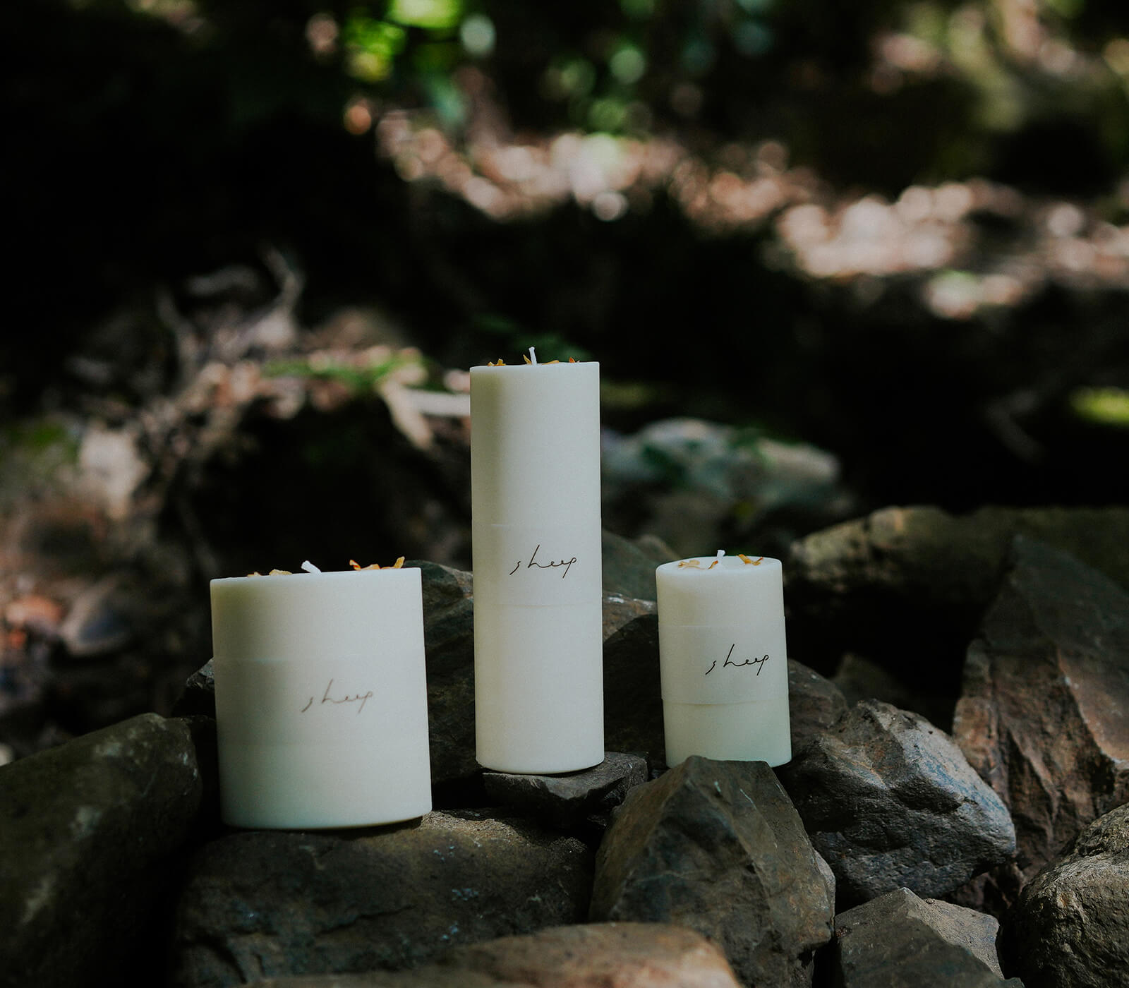 ���������ɥ� sheep