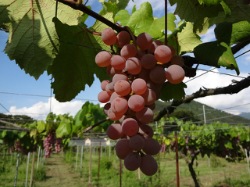 登美の丘ワイナリー 登美の丘 甲州 2017｜サントリーのワインショップ 