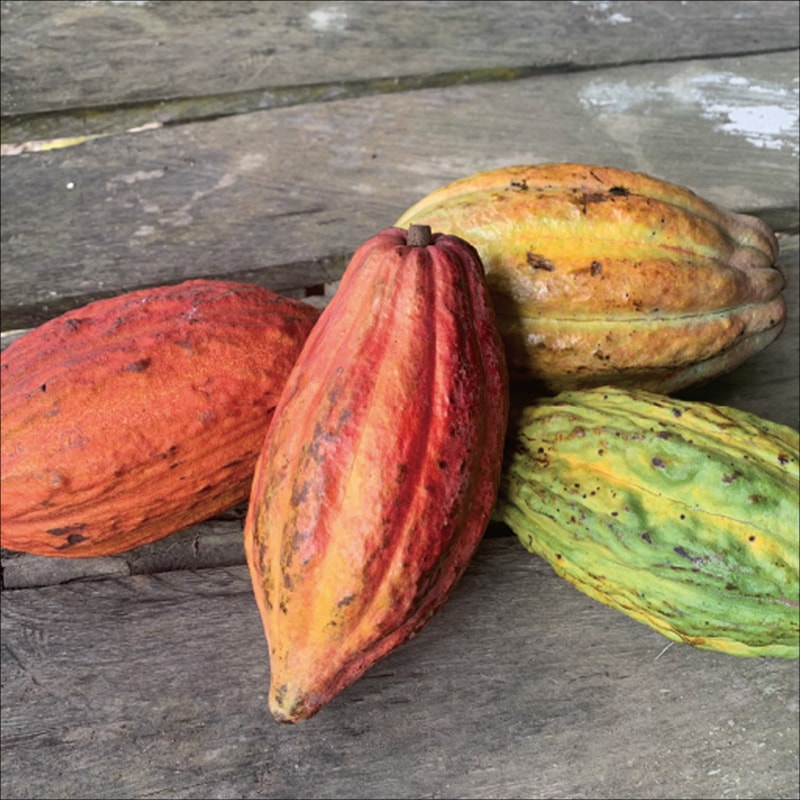 カカオの味わいを決める発酵