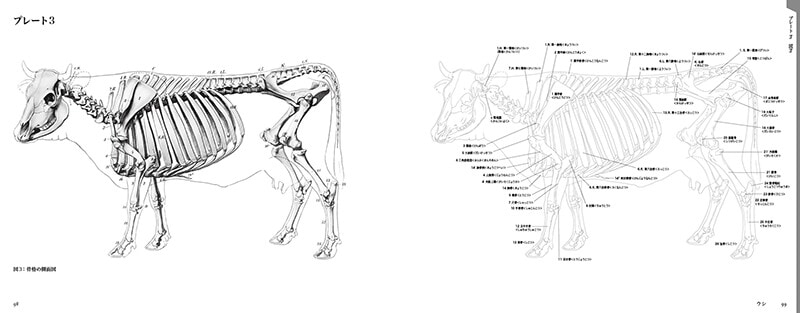 エレンベルガーの動物解剖学 | 書籍,その他,その他 | CGWORLD SHOP