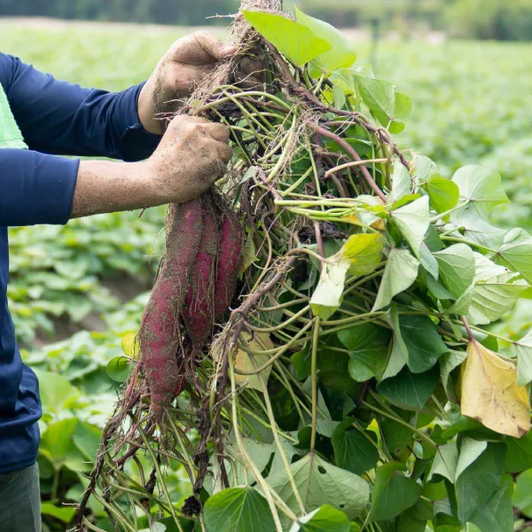 さつまいも収穫の様子