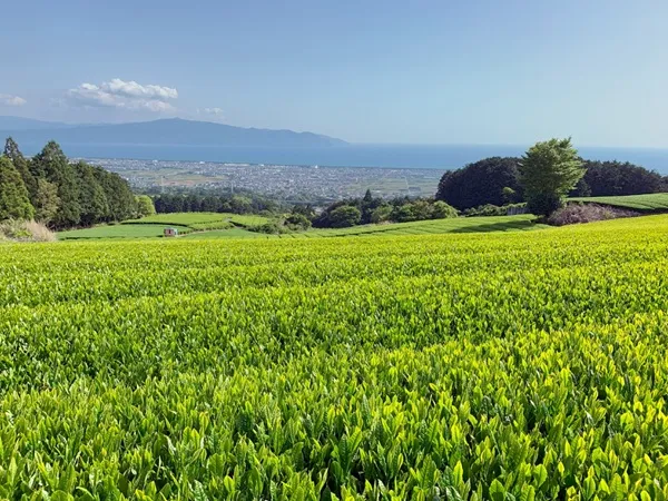 静岡茶園の茶畑の風景
