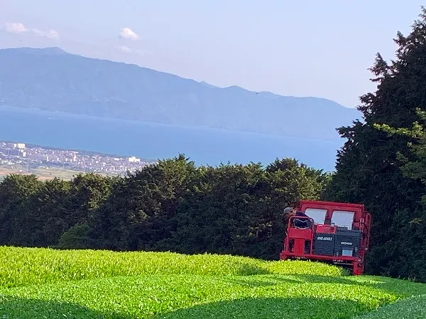 静岡茶園の茶畑の風景