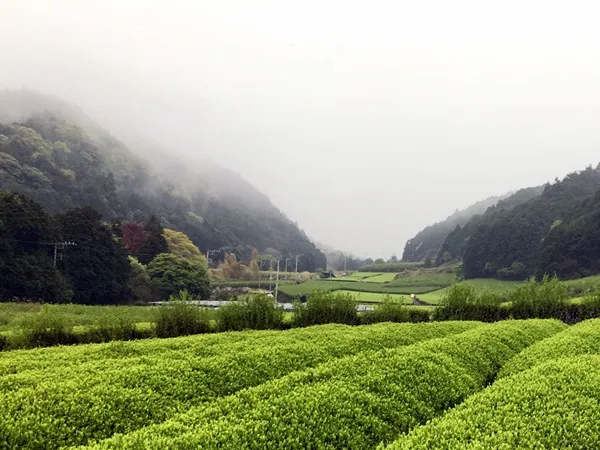 静岡茶園の茶畑の風景