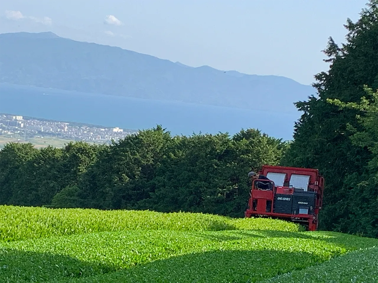 静岡茶園の茶畑の風景