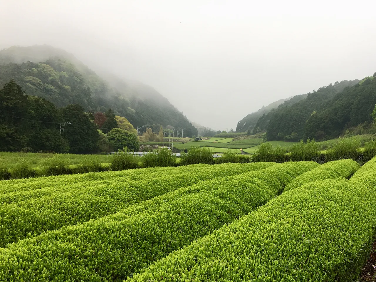 お茶の通販｜製茶問屋静岡茶園