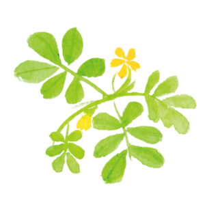 ハブ茶