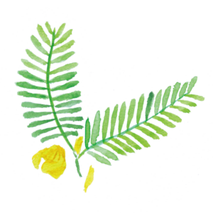 カワラケツメイ