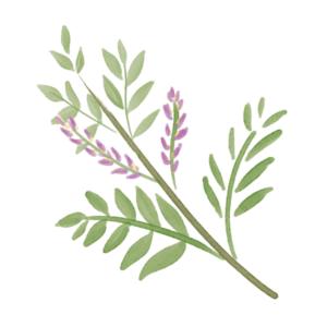 甘草