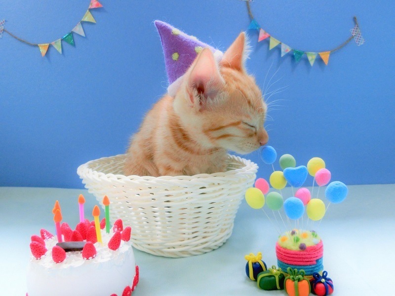 ǭ�ؤ��������ץ쥼���