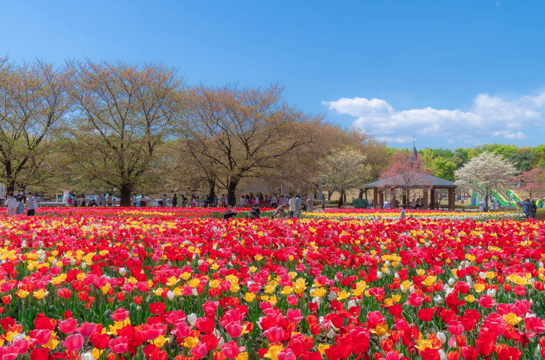 きゃらポチッ ふっかちゃん