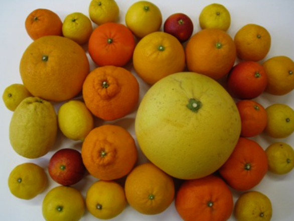 きゃらポチッ　みきゃん