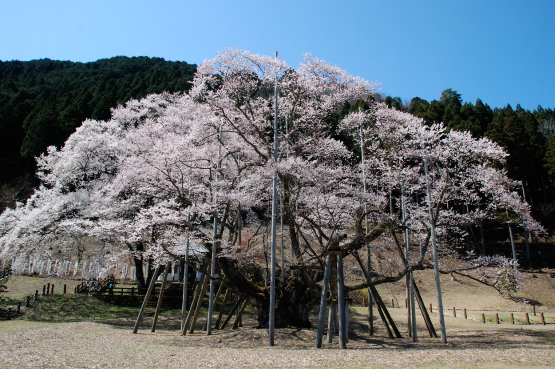淡墨桜