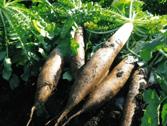 きゃらポチッ　ねり丸